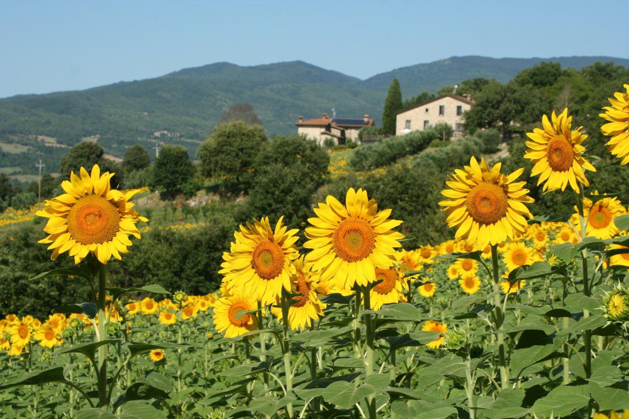 Agriturismo Le Ceregne Bio Pieve Santo Stefano Kültér fotó